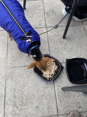 Pup enjoying his meal!