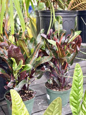 Lovely variety of houseplants!