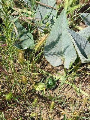 We found squash growing along the trail! (May 2021)