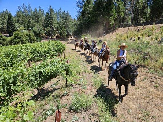 Vineyard rides on horseback.