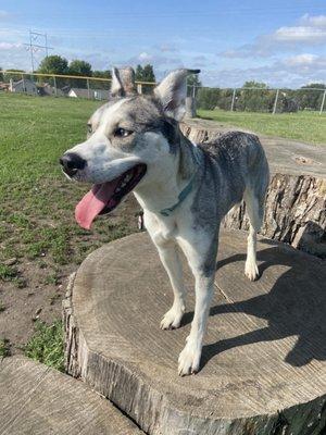 Hefflinger Dog Park