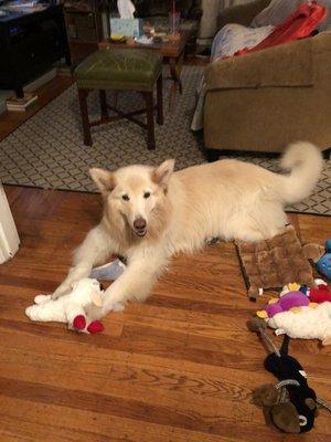 Sookie enjoying her toys at home