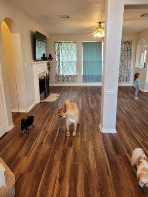 New vinyl flooring - living room.