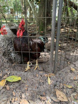 Rooster claw had grown around.