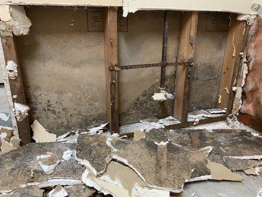 Most mold growth begins within the wall cavities as a result of leaks and moisture intrusion.