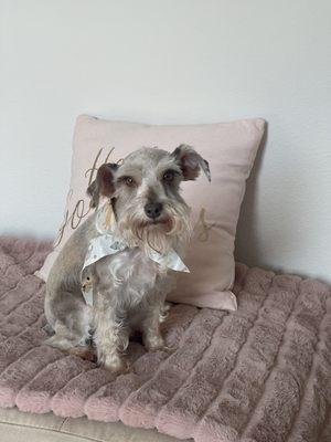 My male schnauzer after his cut