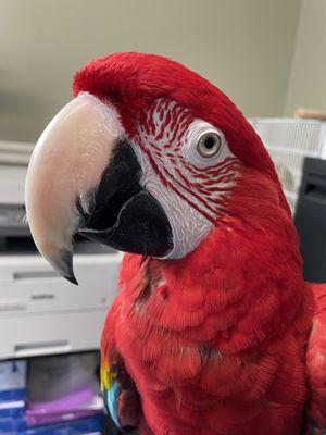 Greenwing macaw hanging out at the desk.