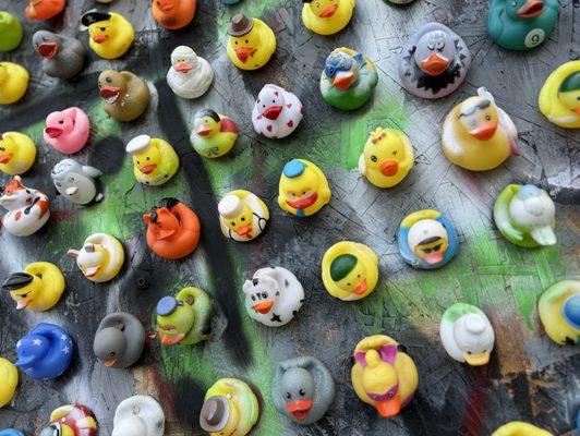 Duck Wall