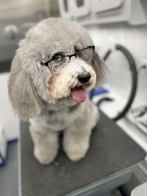 Best mobile pet groomer in santa monica