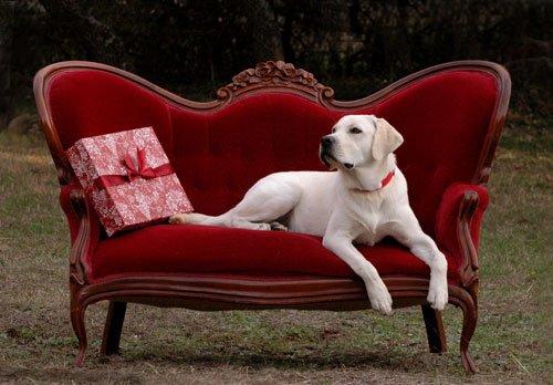 Cooper on The Red Couch.  A portrait service at Rancho Mondo K9.