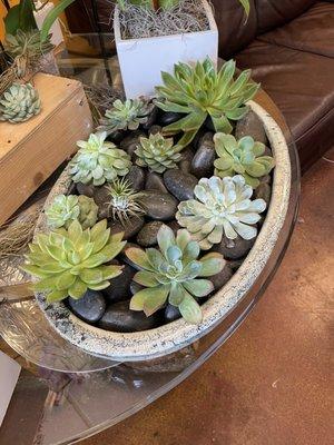 Succulent arrangement! Wow!