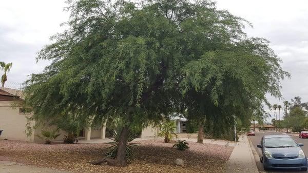 Before pic of Mesquite. This is an aggressive pre-monsoon prune