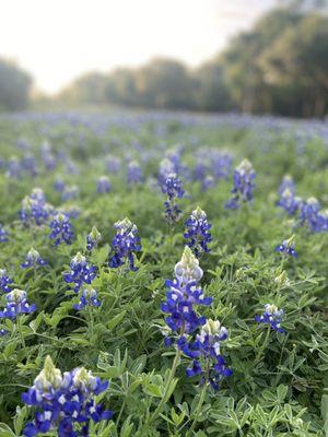 Bluebonnets ^_^