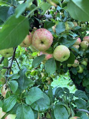 Honeycrisp apples