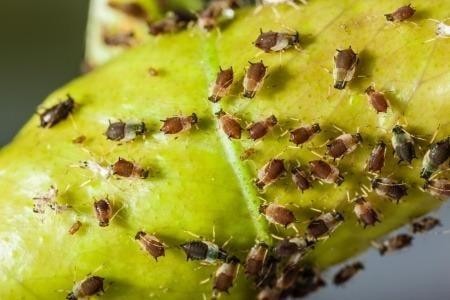 Ailing House Pest Management - Aphid Control - Carmel, Pebble Beach, Pacific Grove, Monterey, and surrounding areas.