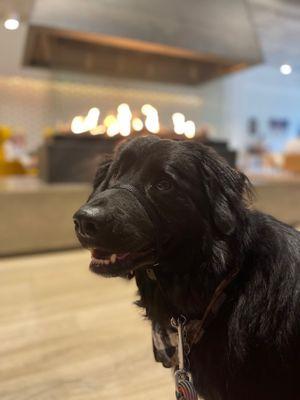 Pup at the coffee shop