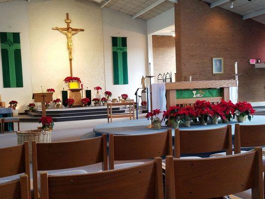 Beautiful poinsettias still from holidays. PEACE