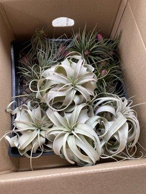 air plants! 20$ for the ~7" ones