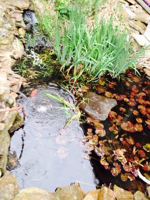 Koi pond