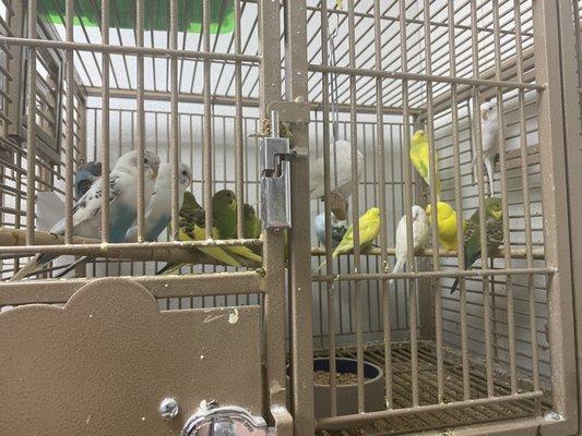 Way too many birds for a cage this size, with also no enrichment for the birds whatsoever