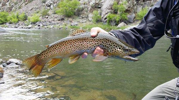 Brown trout in the Gunnison Gorge.