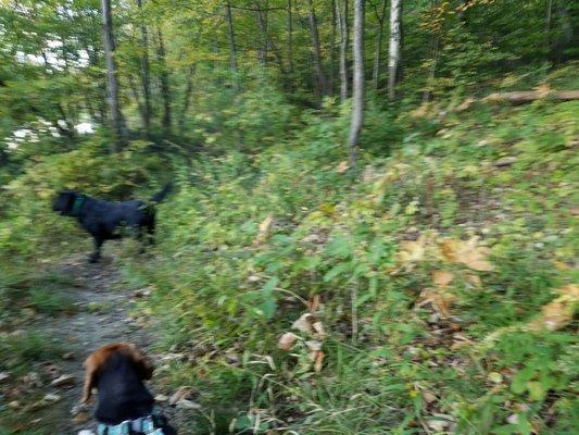 Fun on minimally maintained Burlington, Vt bike paths.