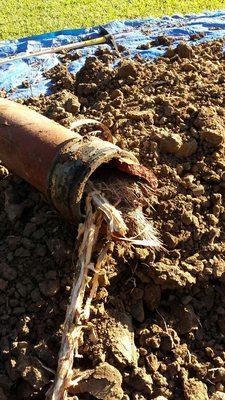 Roots are always the problem in sewer lines