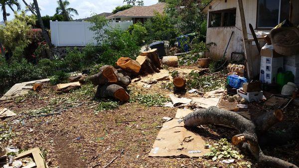 Tree Removal Service Oahu