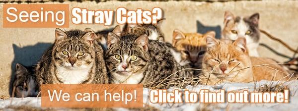 We help with spay/neuter of stray cats.