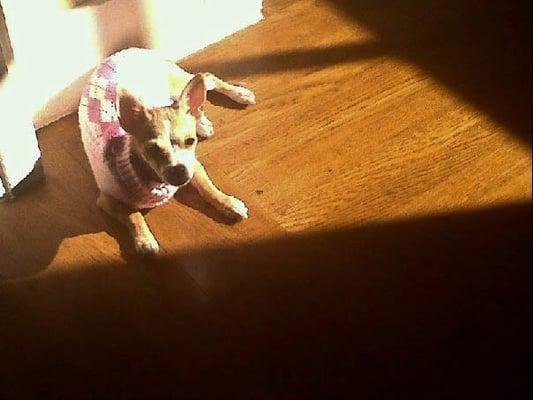 My girl Cozy....in the sun