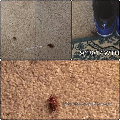 The struggle is real. Dinosaur roaches are relentless, here. Even after the pest service they come back almost daily.