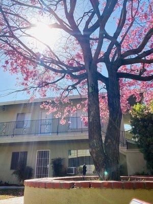 Beautiful tree outside of my former apt.