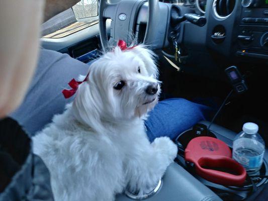 Ellie after she came home from AV doggy style groomers