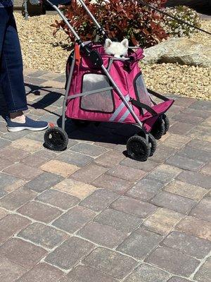 This is my Baby girl Midget in her stroller