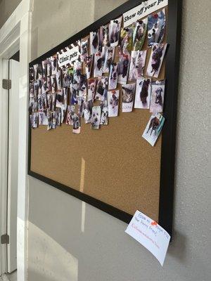 Pet Appreciation Board