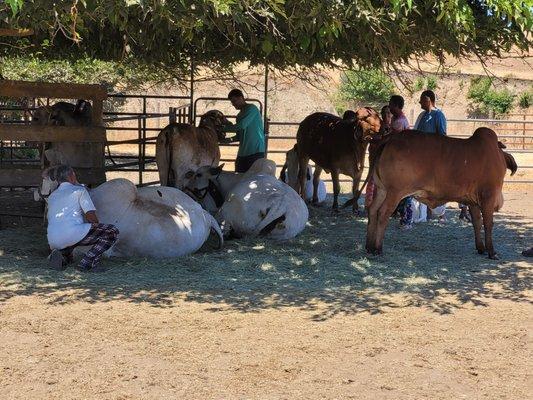 Cows are ready to cuddle