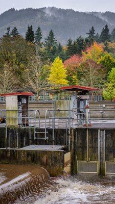 Issaquah Salmon Hatchery - Temporarily closed