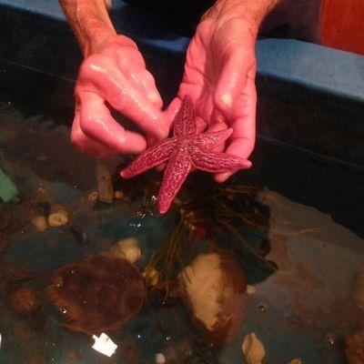 Sea star at the touch tank