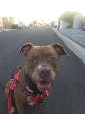 Finn Loves Menifee Animal Hospital!!!!