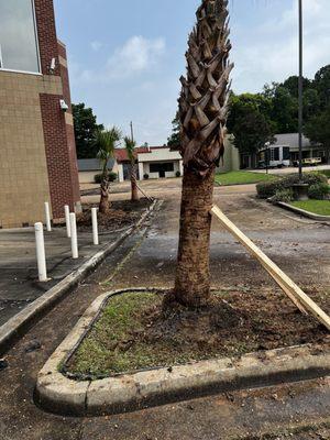 Planting 8 foot palm trees