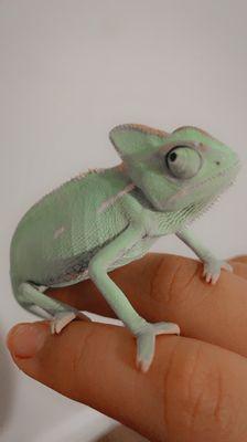 Rango my chameleon