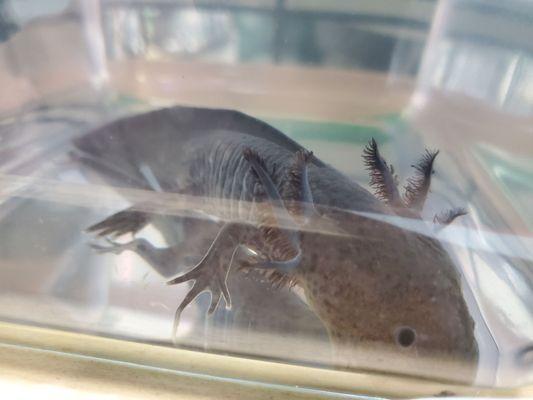 Black Melanoid axolotls.