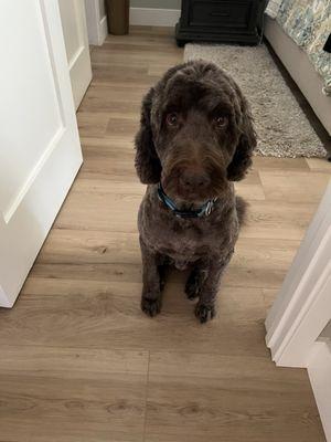 Labradoodle short summer cut