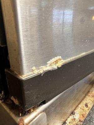 Mold/fungi growth at beverage area - SODA FOUNTAIN ICE BOX