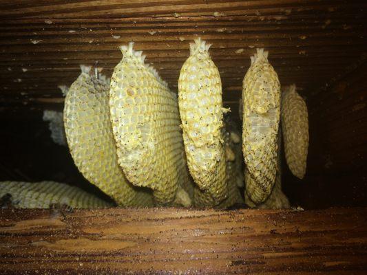 bee hive inside a customer's soffit.