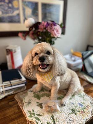 Troy, 12 yo Havanese Spaniel mix. Freshly groomed.