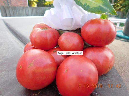 Brandywine Heirloom Tomato Seeds