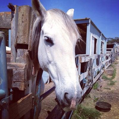 Maloney's Horses and Ponies