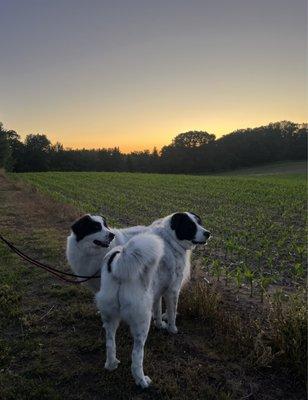 Zoom and Groom