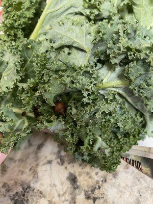 Snails on the kale